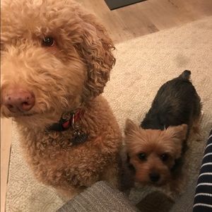 Meet your Posher, Phoebe